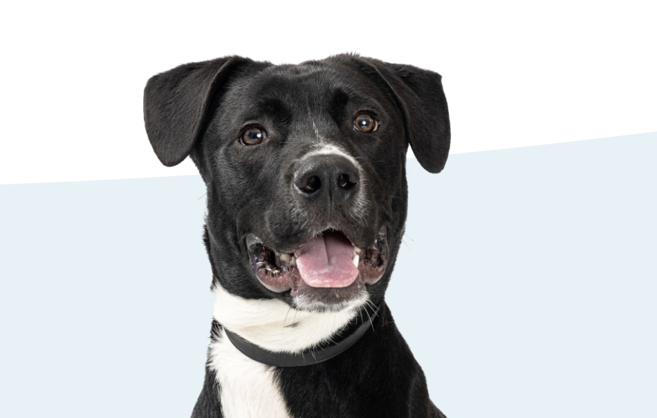 Service image medium